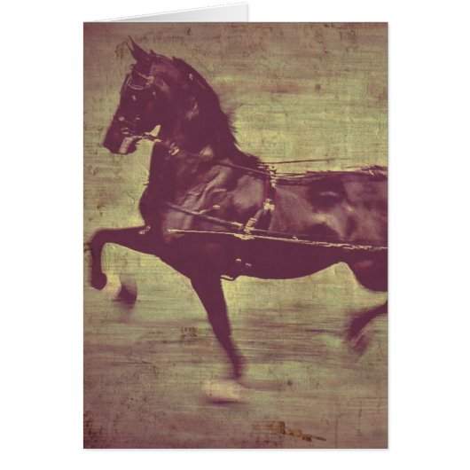 Saddlebred Song (Vorne)
