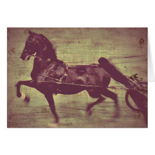 Saddlebred Song (Vorderseite (Horizontal))