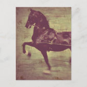 Saddlebred Song Postkarte (Vorderseite)