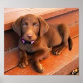 Sadie the Chocolate Labradoodle Poster (Vorne)