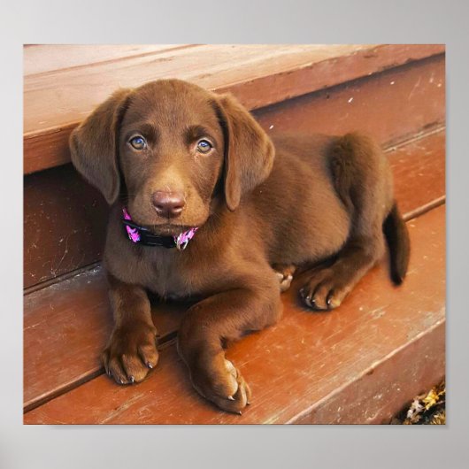 Sadie the Chocolate Labradoodle Poster (Vorne)
