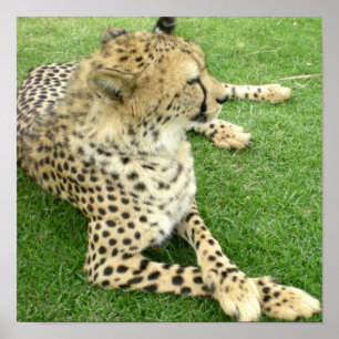 Safari Africa Adorable Niedlich Cat Charm Mod Chee Poster