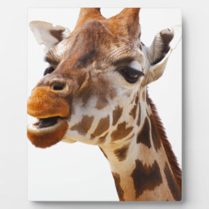 Safari Africa Jungle Giraffe Fotoplatte