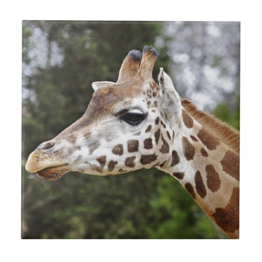 Safari Africa Mod Chic Classy Destiny Giraffe Fliese (Vorderseite)