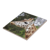 Safari Africa Mod Chic Classy Destiny Giraffe Fliese (Seite)