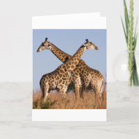 Safari Africa Mod Chic Classy Destiny Giraffe