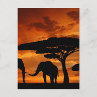 Safari African Baobab Tree Elefant Silhouette