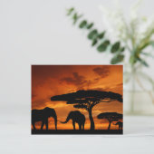 Safari African Baobab Tree Elefant Silhouette Postkarte (Stehend Vorderseite)