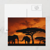 Safari African Baobab Tree Elefant Silhouette Postkarte (Vorne/Hinten)