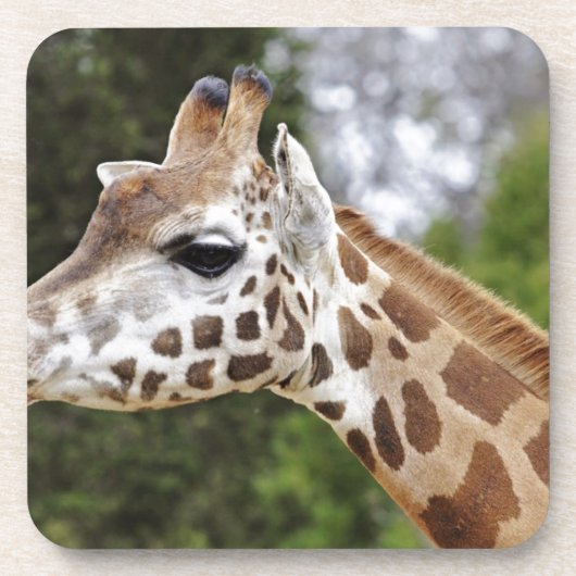 Safari-Afrika-Modchic-noble Schicksals-Giraffe Getränkeuntersetzer (Vorderseite)