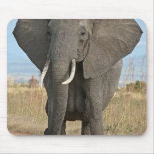 Safari Afrikanischer Dschungel Schicksal Tiere Ele Mousepad