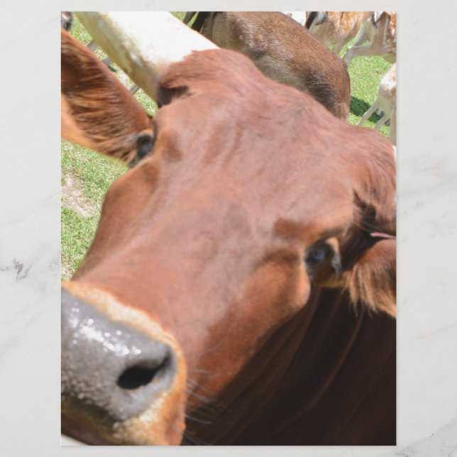 Safari Brown Cow (Vorderseite)
