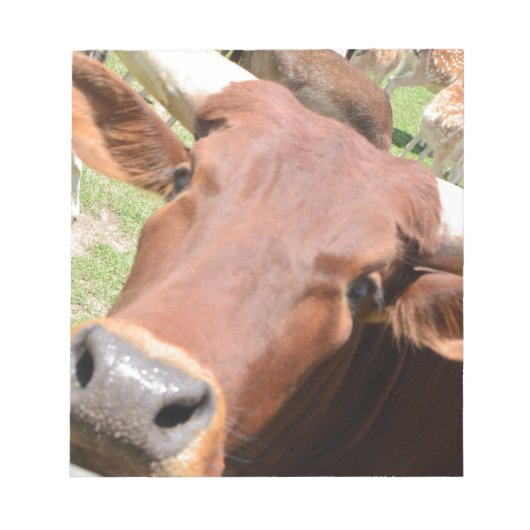 Safari Brown Cow Notizblock (Vorderseite)