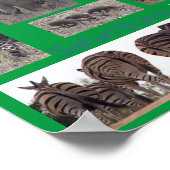 Safari-Bums-Poster Poster (Ecke)