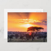 Safari im Serengeti-Nationalpark Postkarte (Vorne/Hinten)