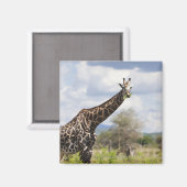 Safari in Tansania, Afrika Magnet (Vorderseite/Rückseite)