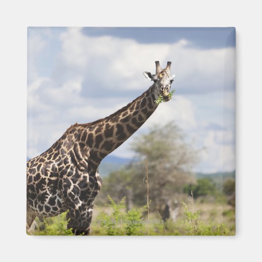 Safari in Tansania, Afrika Magnet (Vorne)
