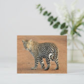 Safari Leopard rückwärts bei Ihnen Postkarte (Stehend Vorderseite)