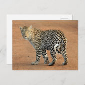 Safari Leopard rückwärts bei Ihnen Postkarte (Vorne/Hinten)
