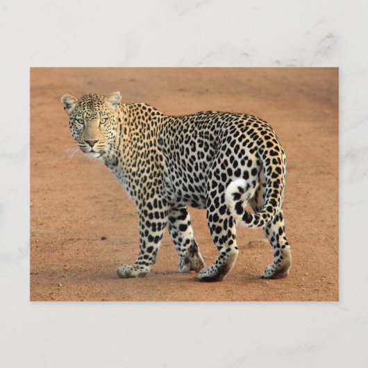 Safari Leopard rückwärts bei Ihnen Postkarte (Vorderseite)