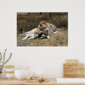 Safari-Lion Couple Poster (Küche)