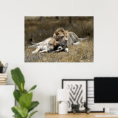 Safari-Lion Couple Poster (Heimbüro)