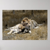 Safari-Lion Couple Poster (Vorne)