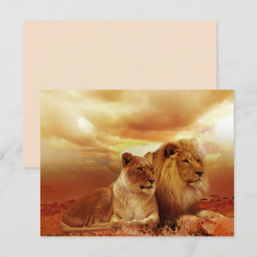 Safari-Löwen Postkarte (Vorne/Hinten)
