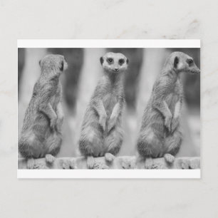 Safari Niedlich African Classy Suricate Meerkat Postkarte