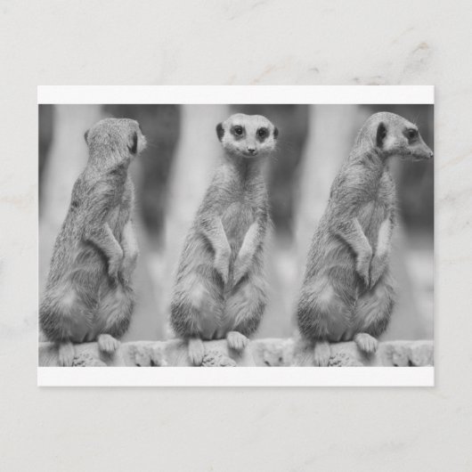 Safari Niedlich African Classy Suricate Meerkat Postkarte (Vorderseite)