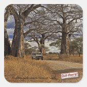 Safari Quadratischer Aufkleber (Vorderseite)