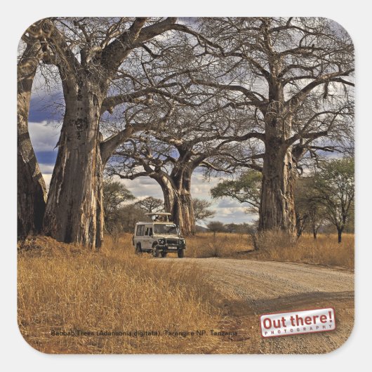 Safari Quadratischer Aufkleber (Vorderseite)