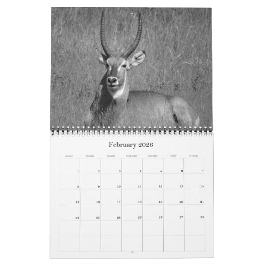 Safari schwarz-weiß 2025 kalender (Feb 2026)