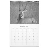 Safari schwarz-weiß kalender (Feb 2027)