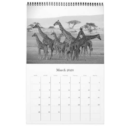 Safari schwarz-weiß kalender (Mär 2026)