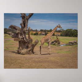Safari Wildlife Giraffen und Rhinos auf offenen Eb Poster