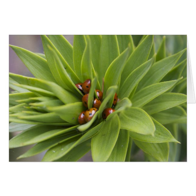 Safe (Vorderseite (Horizontal))