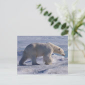 Safe die Eisbären! Postkarte (Stehend Vorderseite)