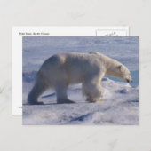 Safe die Eisbären! Postkarte (Vorne/Hinten)