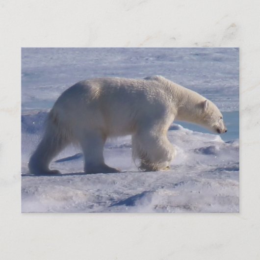 Safe die Eisbären! Postkarte (Vorderseite)