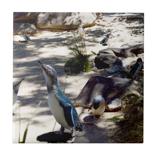 Safe Haven: Fairy Pinguin Paradise, Fliese (Vorderseite)