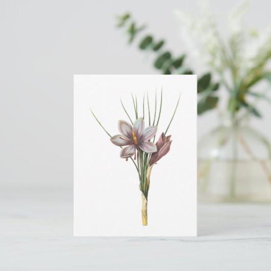 Saffron crocus (Crocus sativus) von Redouté Postkarte (Stehend Vorderseite)