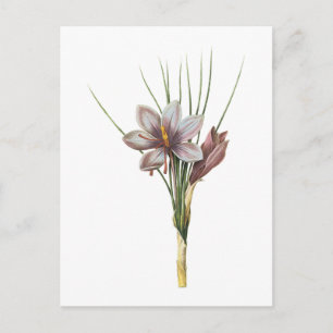 Saffron crocus (Crocus sativus) von Redouté Postkarte