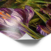 Saffron Crocus Fotodruck (Ecke)