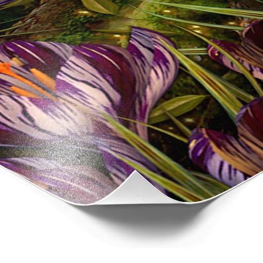 Saffron Crocus Fotodruck (Ecke)