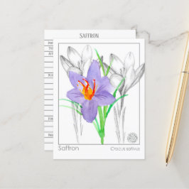 Saffron Crocus Kraut Pflanze Materia Medica Postkarte