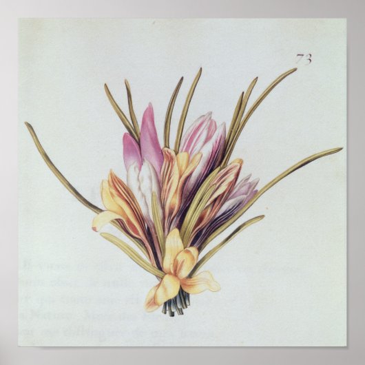Saffron oder Crocus von "La Guirlande de de Julie" Poster (Vorne)