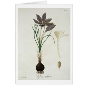 Safran-Krokus von "Phytographie Medicale" durch