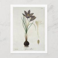 Safran-Krokus von "Phytographie Medicale" durch