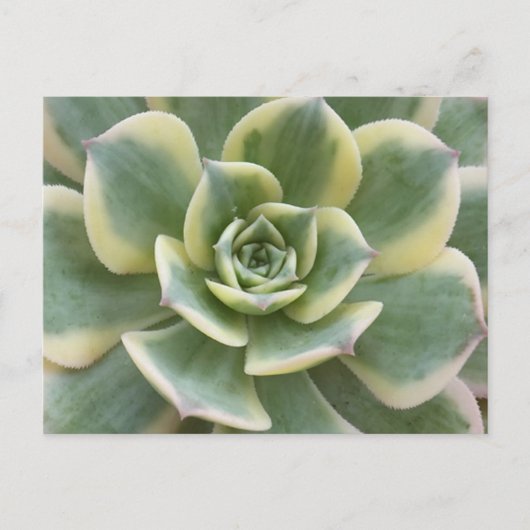 Saftige Postkarte (Vorderseite)